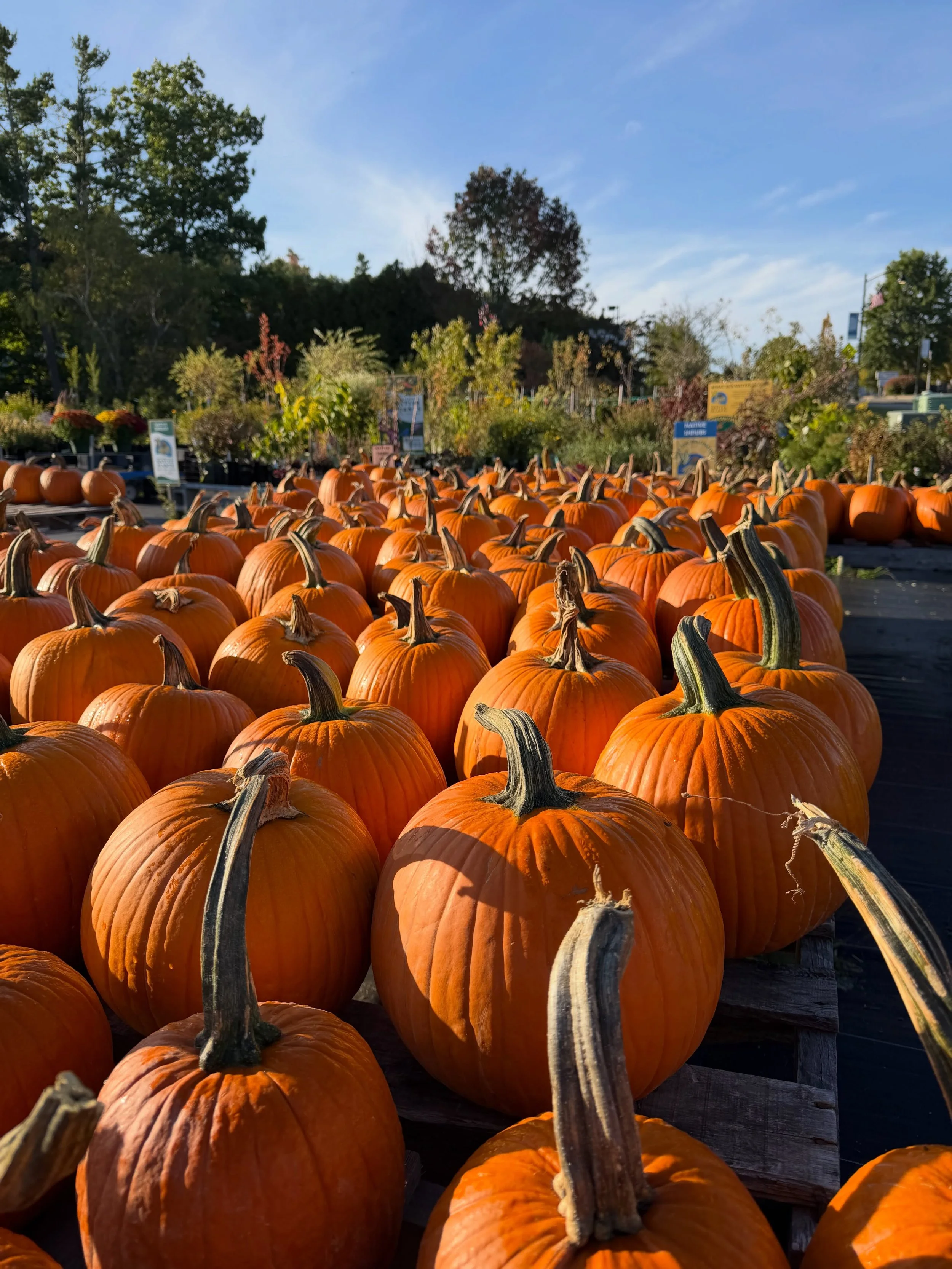 Fall is in the air!
.
We&rsquo;re all ready for you all to come in and shop for your fall decorations. We have a great selection of beautiful orange pumpkins, white pumpkins and gourds of all shapes and sizes! 
.
All of our fall pumpkins, gourds, mum