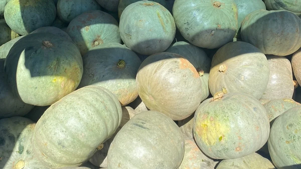 It's Pumpkin Madness!