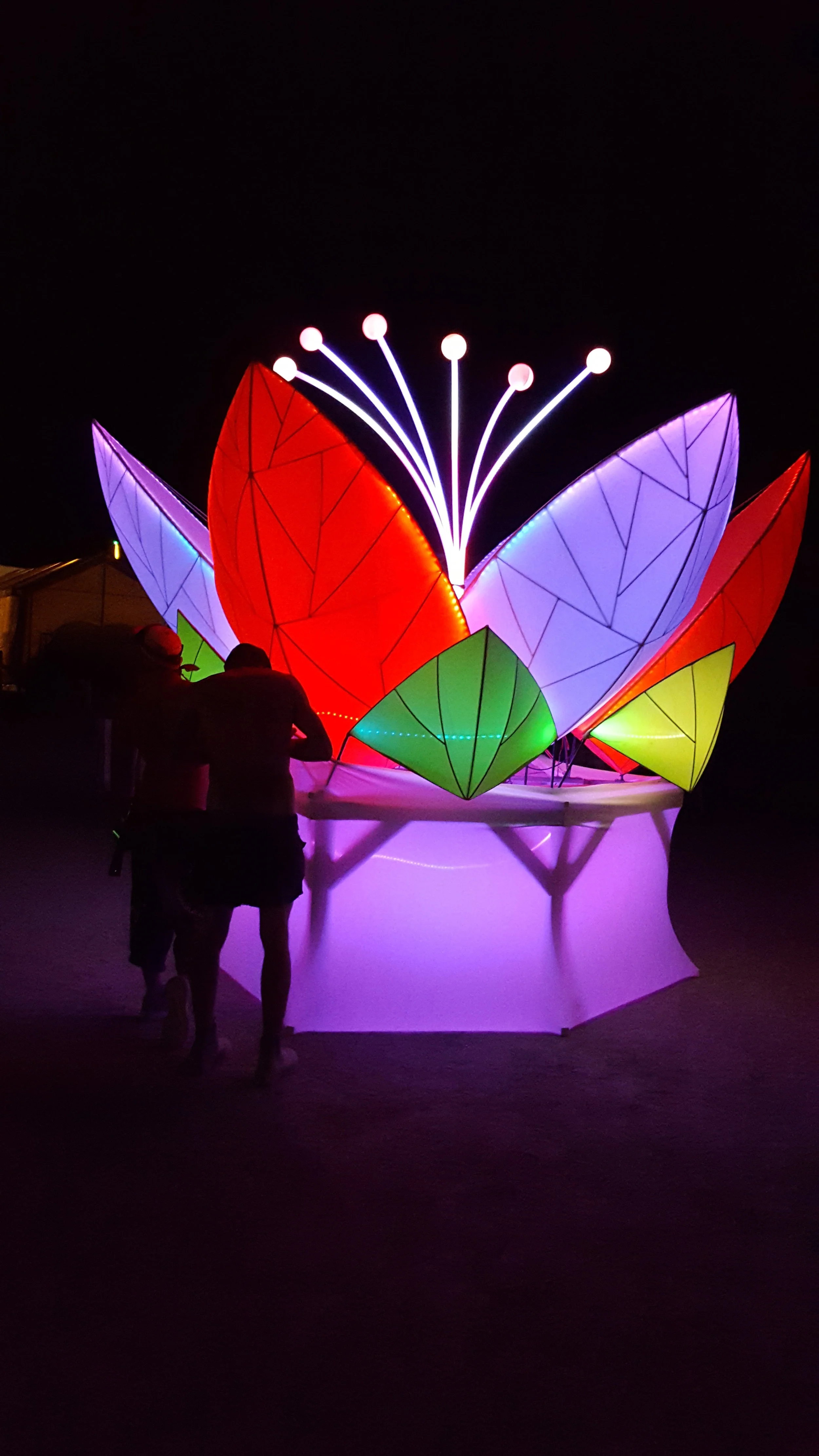 Lotus Burn 2016.JPG