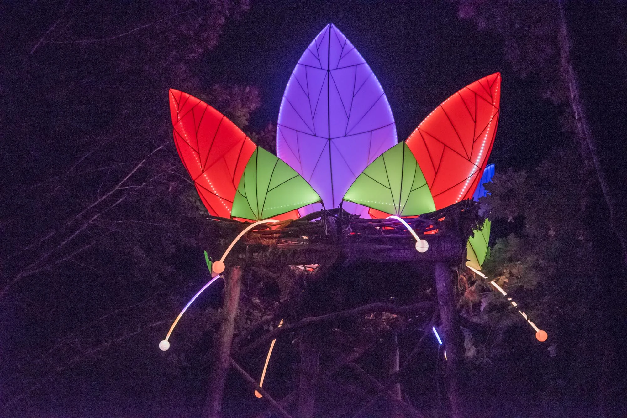 Lotus OCF 2016 Night.jpg