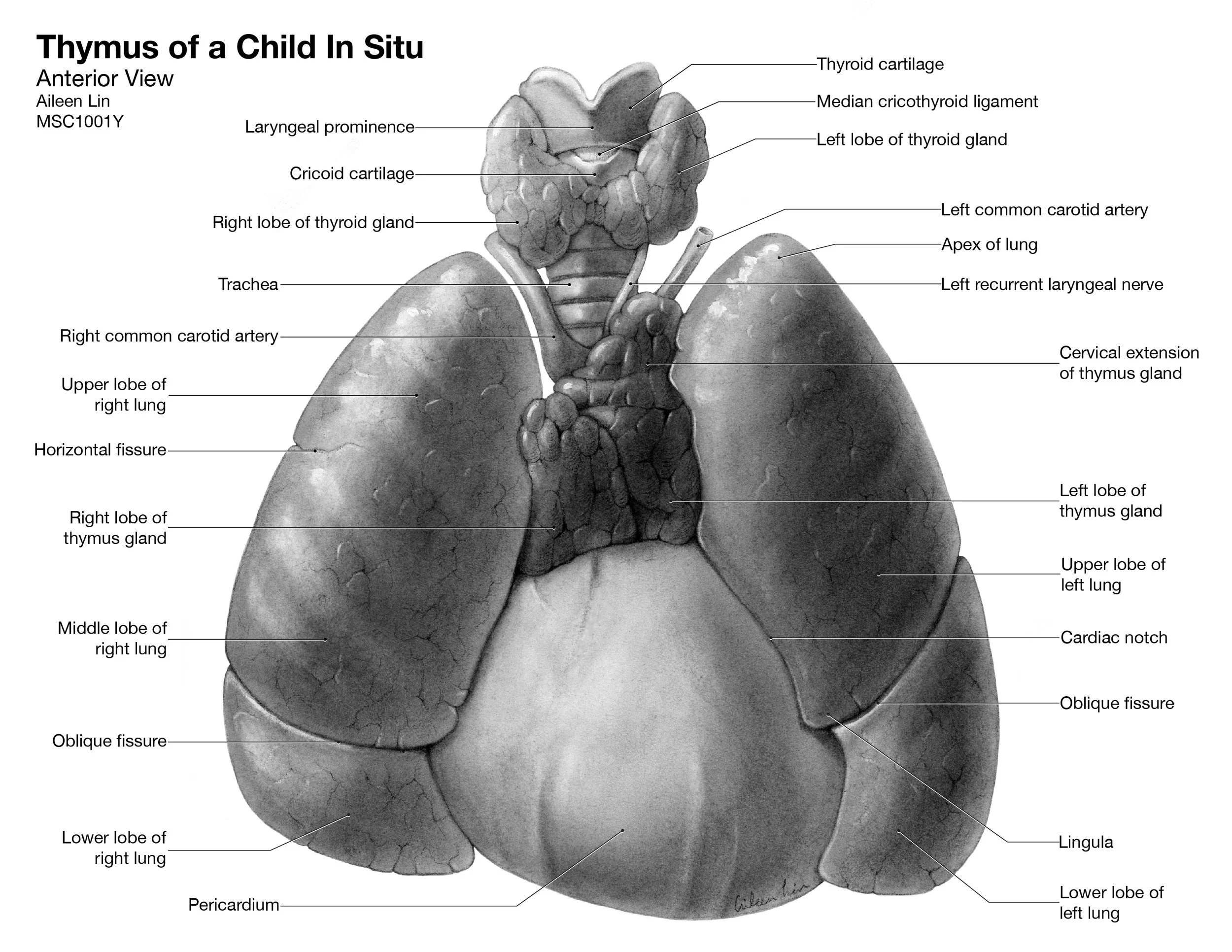 critiqueDec2016-1001Y-Thymus-Lin-Aileen.jpg