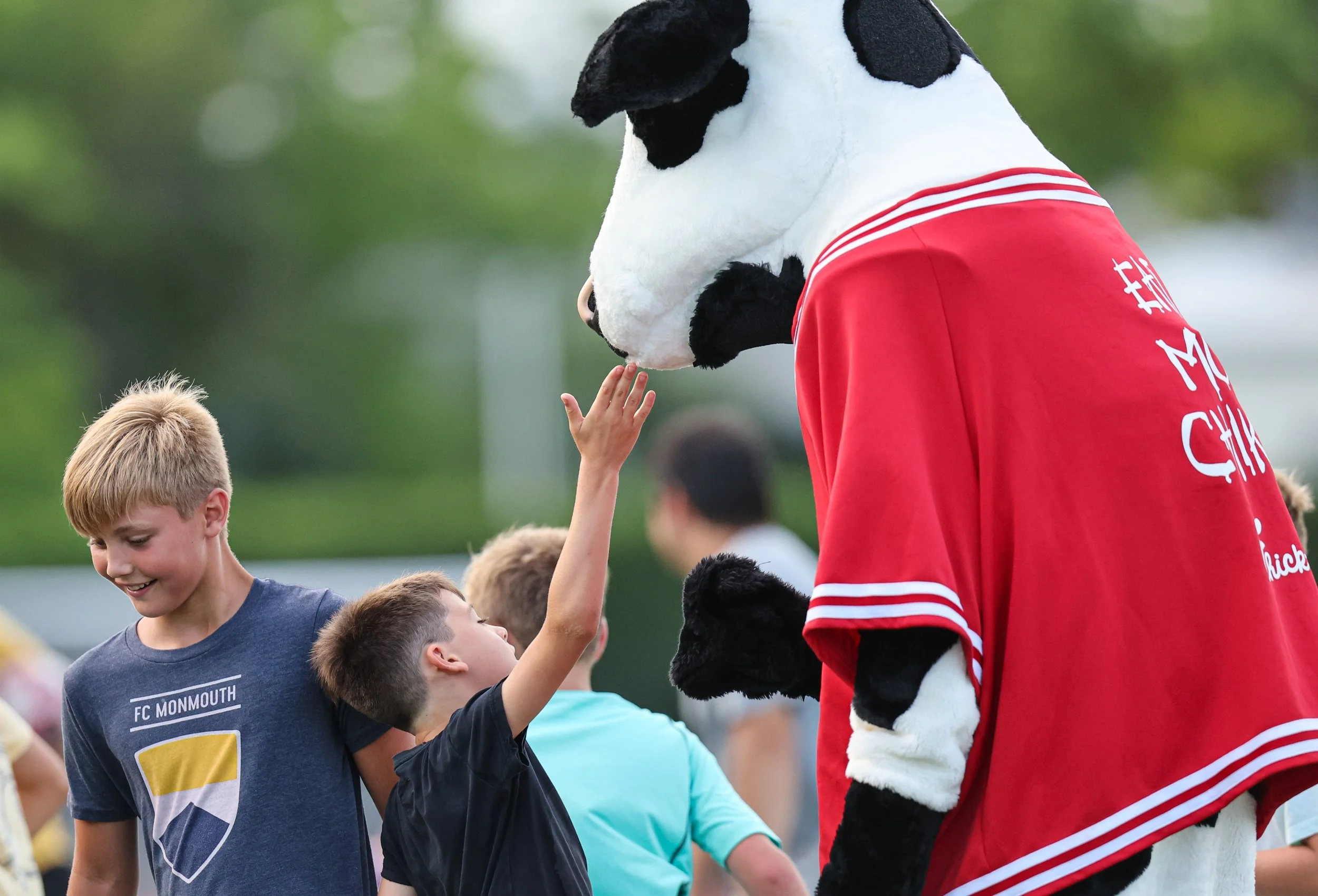 cfa cow.jpg