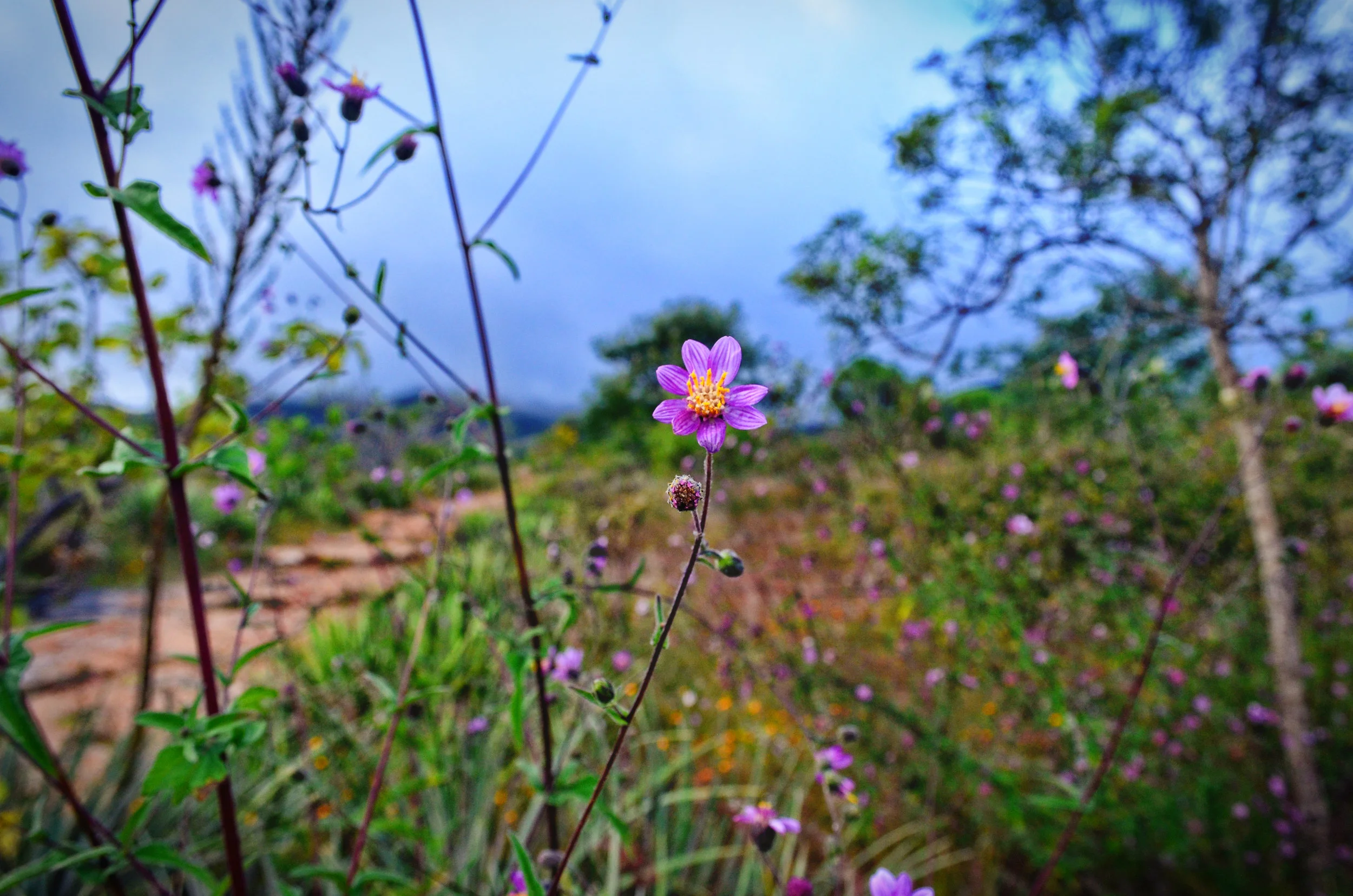 DSC_0909.jpg