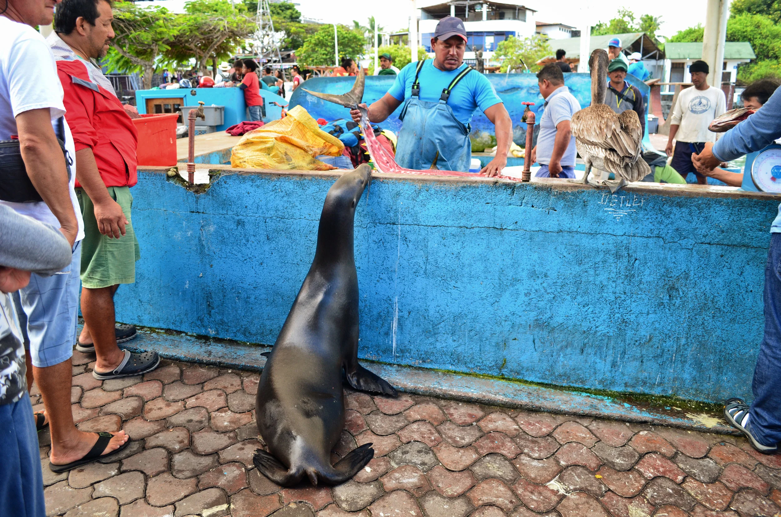 A sea lion scopes out the catch of the day at the fish market on Santa Cruz Island