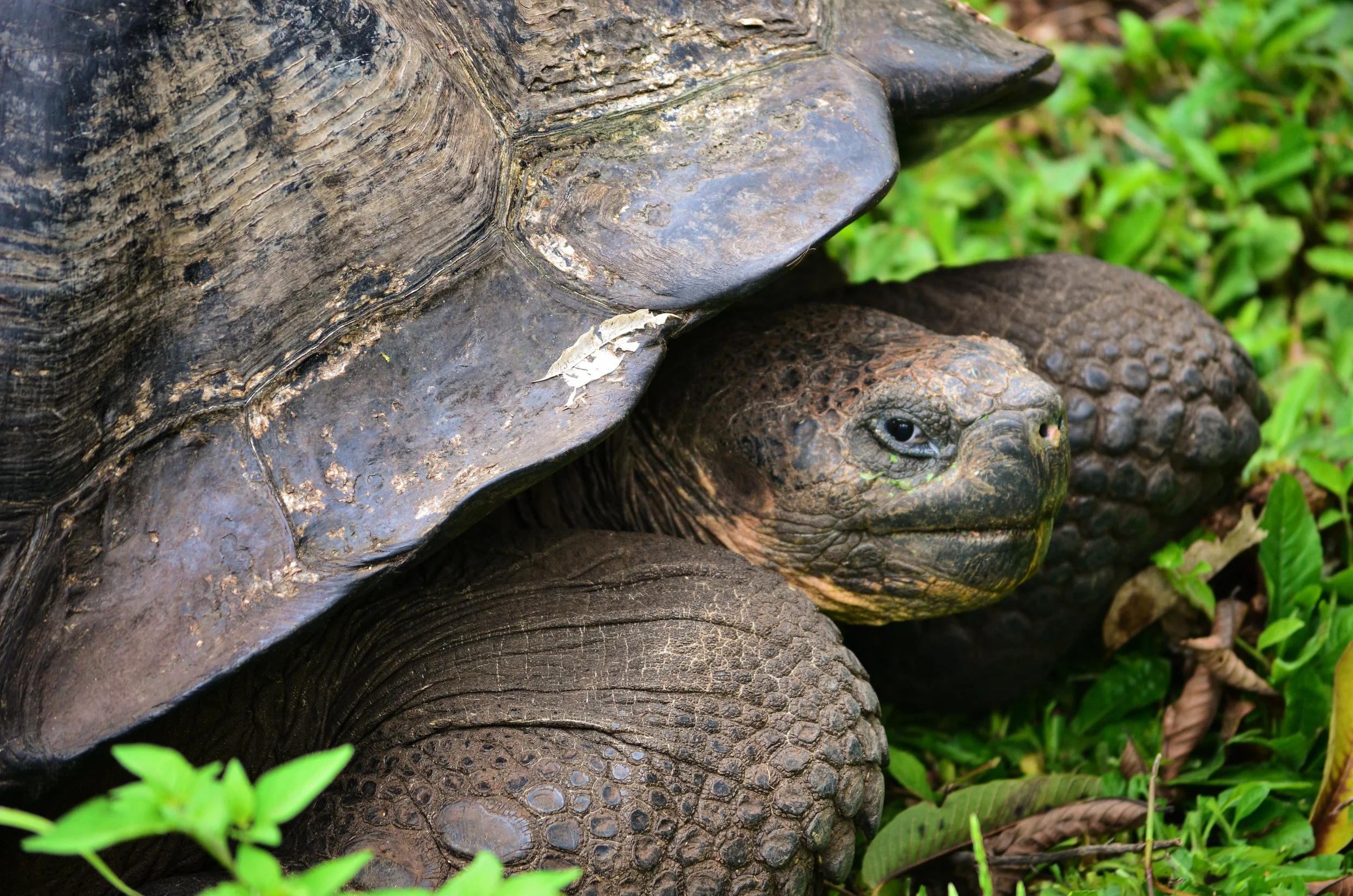 A giant tortoise is caught crossing the trail