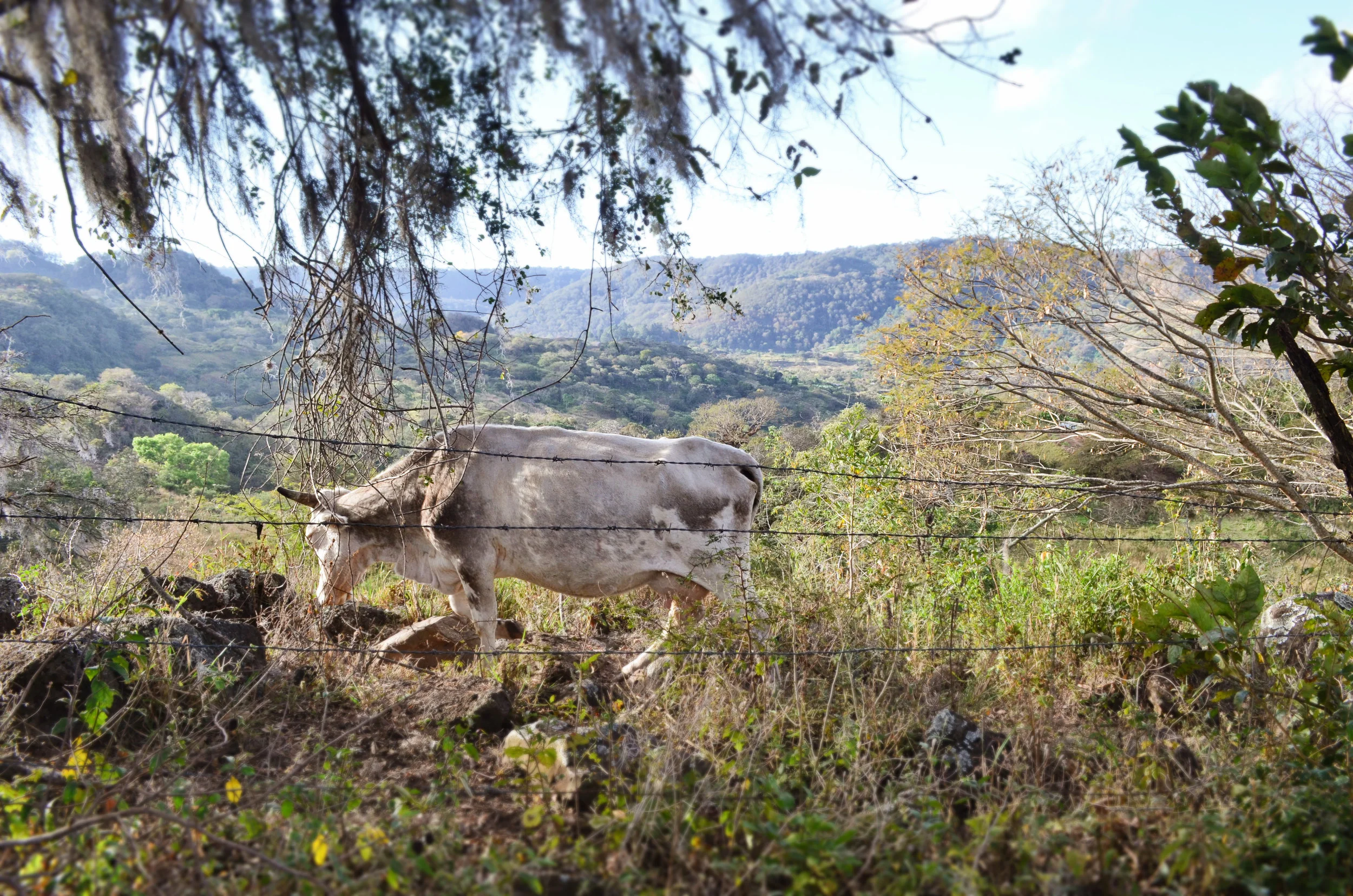 Peaceful life in Miraflor Nature Reserve