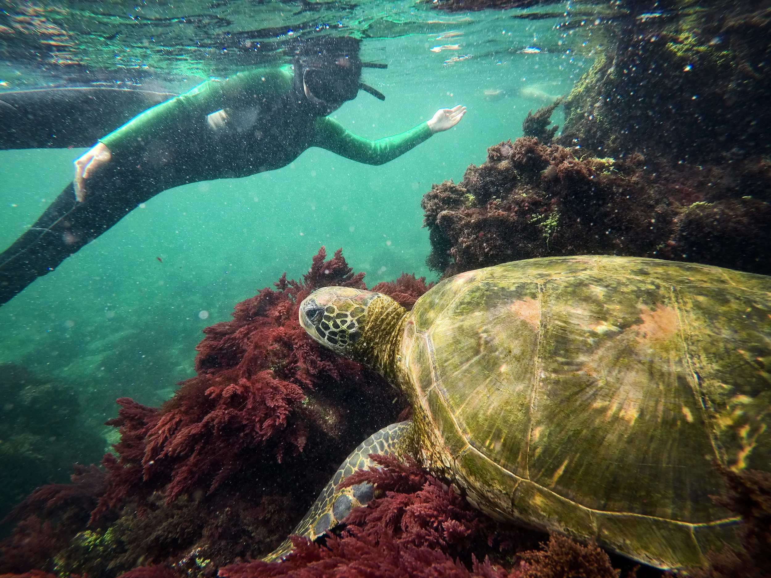Rebecca snorkels past a green sea turtle in Los Túneles off Isabela Island