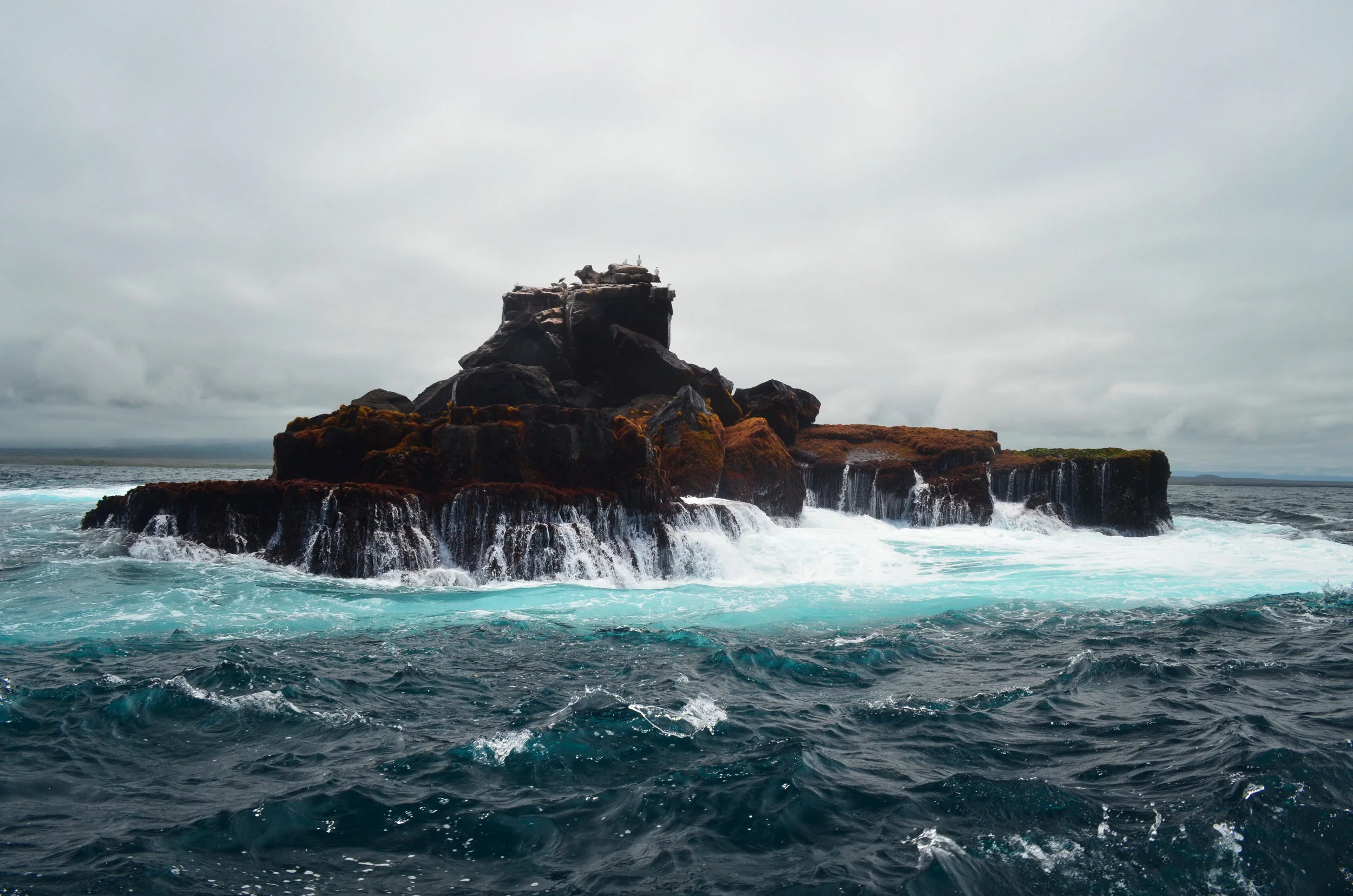 Merging sea currents mean lots of marine life