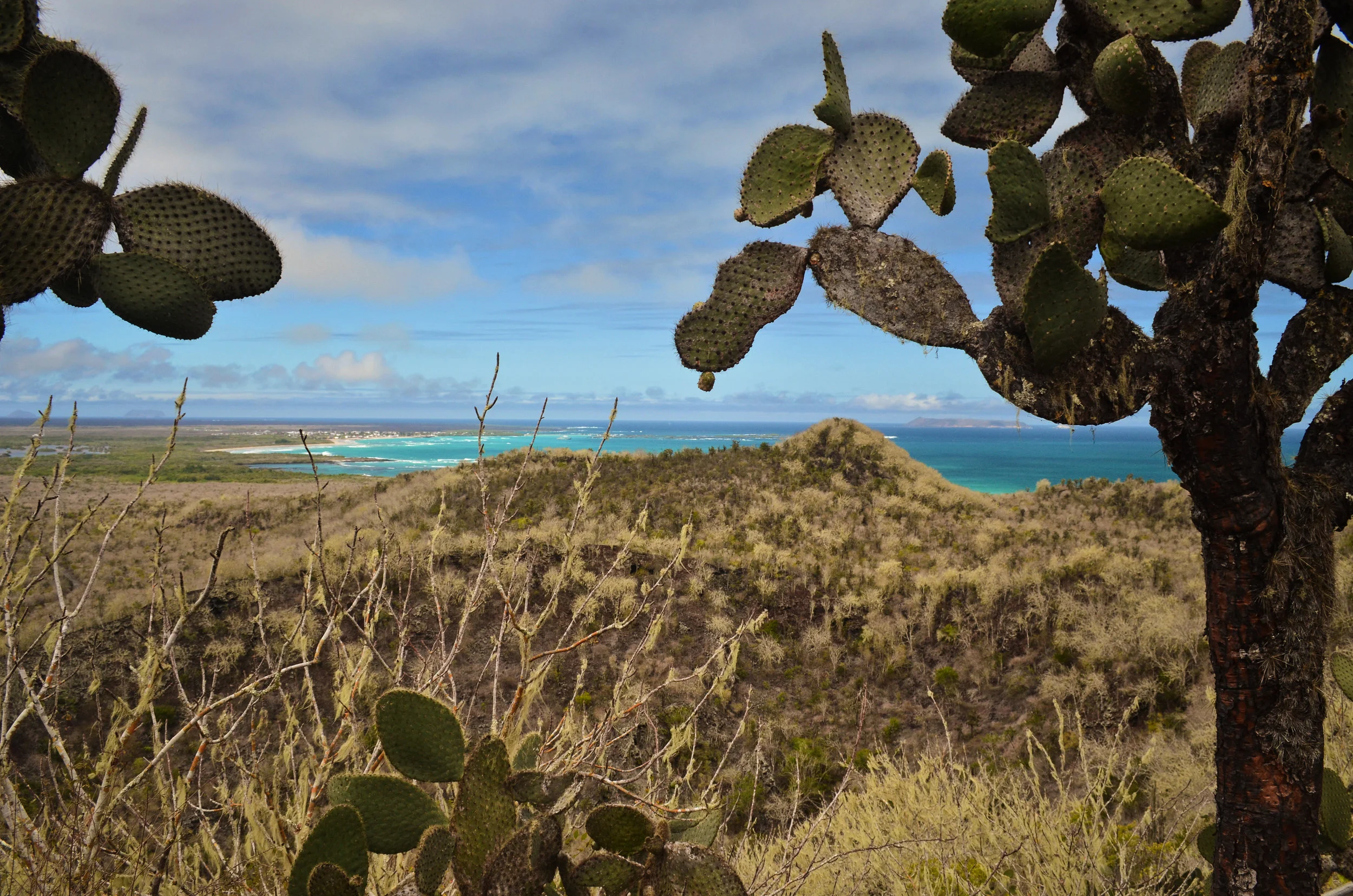 Cacti and dry brush meet turquoise waters on Isabela Island