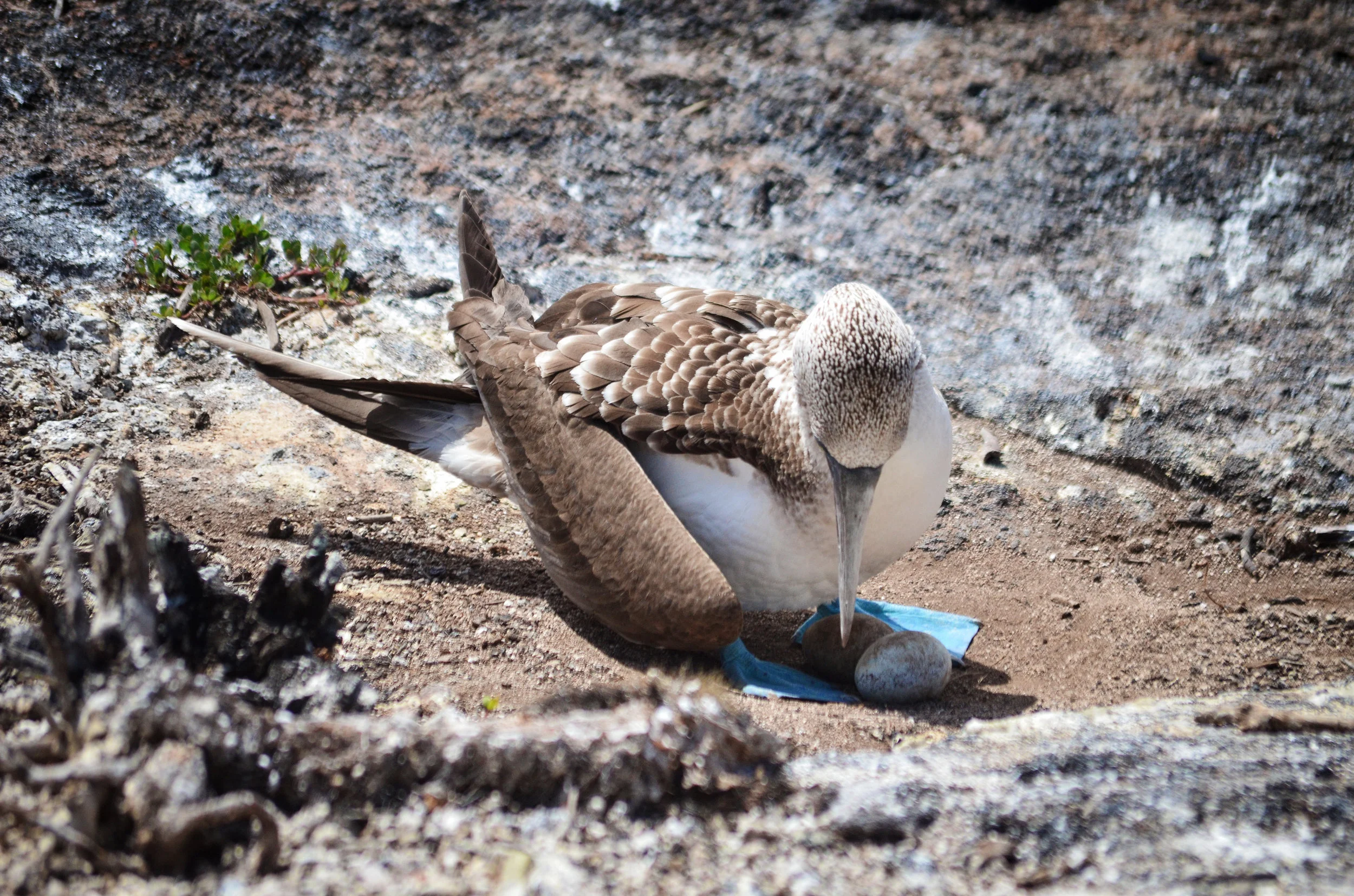 A blue-footed booby protects her eggs on Isabela Island