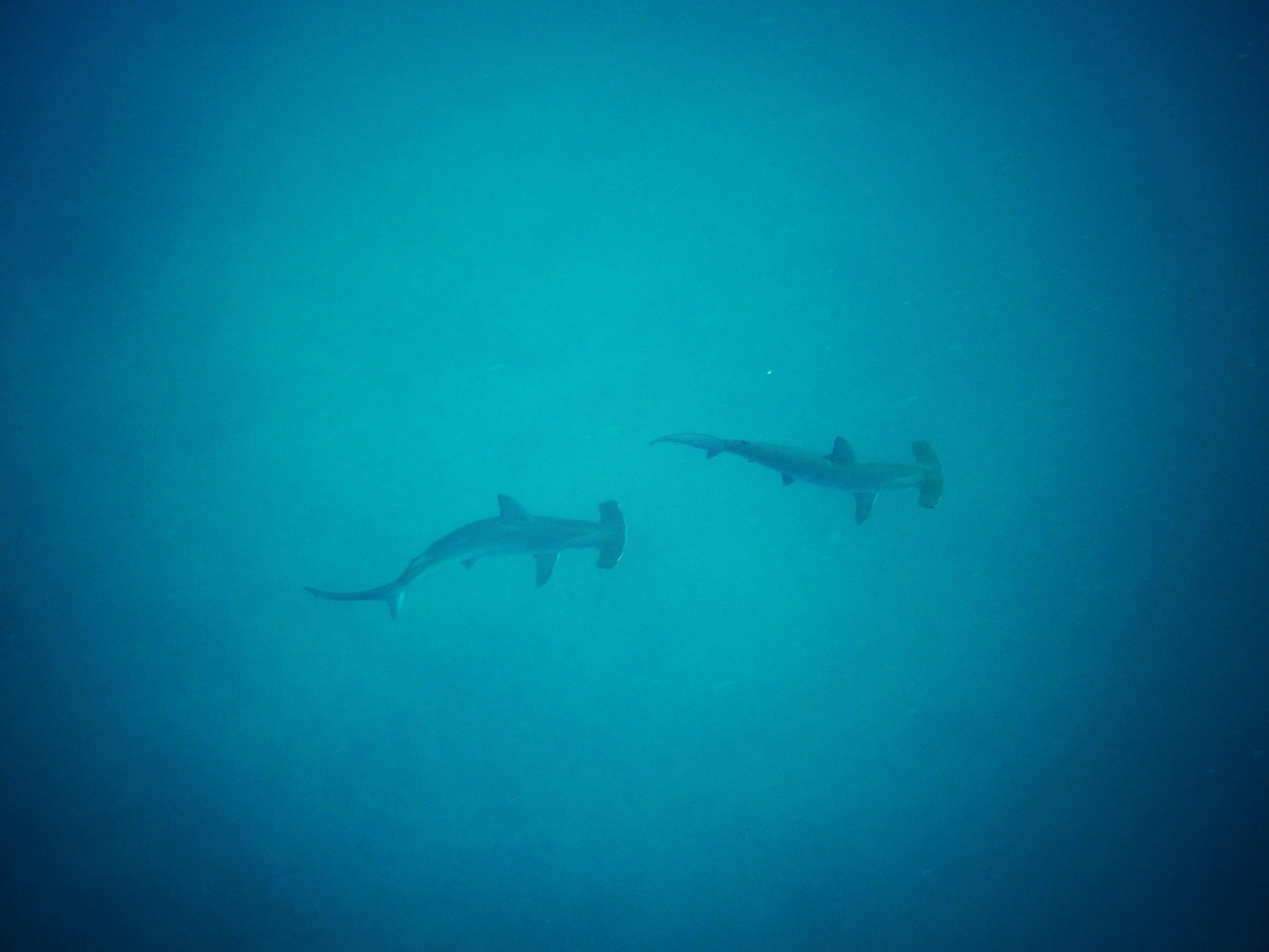 Two hammerhead sharks swim beneath us on our dive at North Seymour off Santa Cruz Island