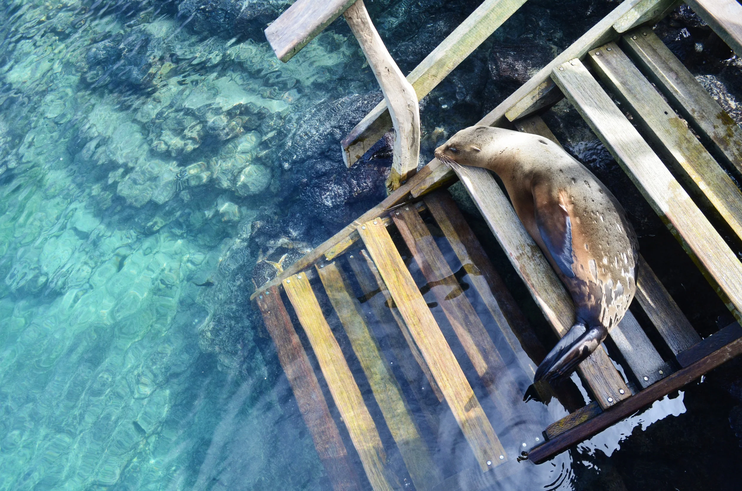 A sea lion takes a break from swimming with snorkelers at Concha la Perla on Isabela Island