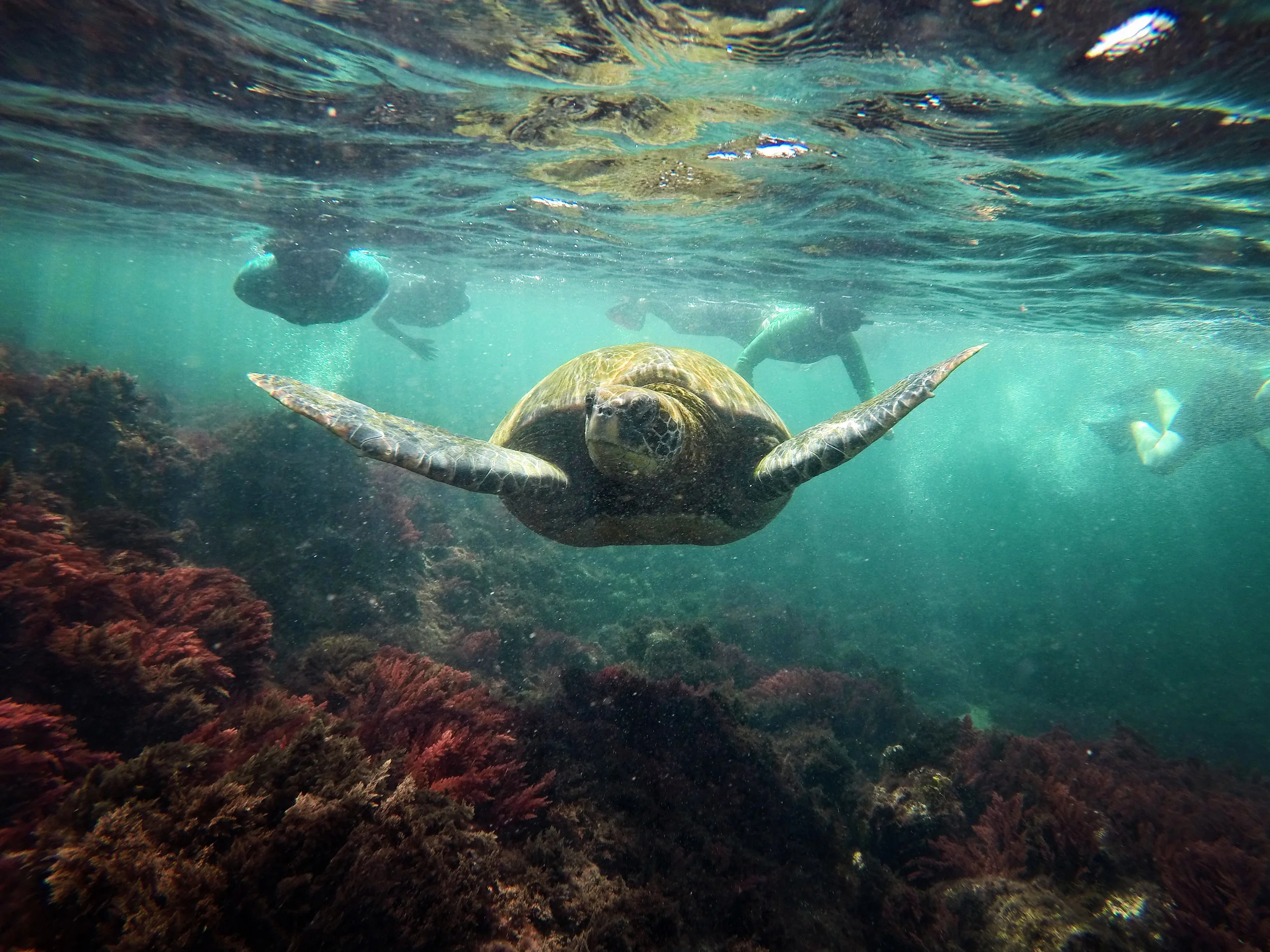 A green sea turtle leads the way through Los Túneles off Isabela Island