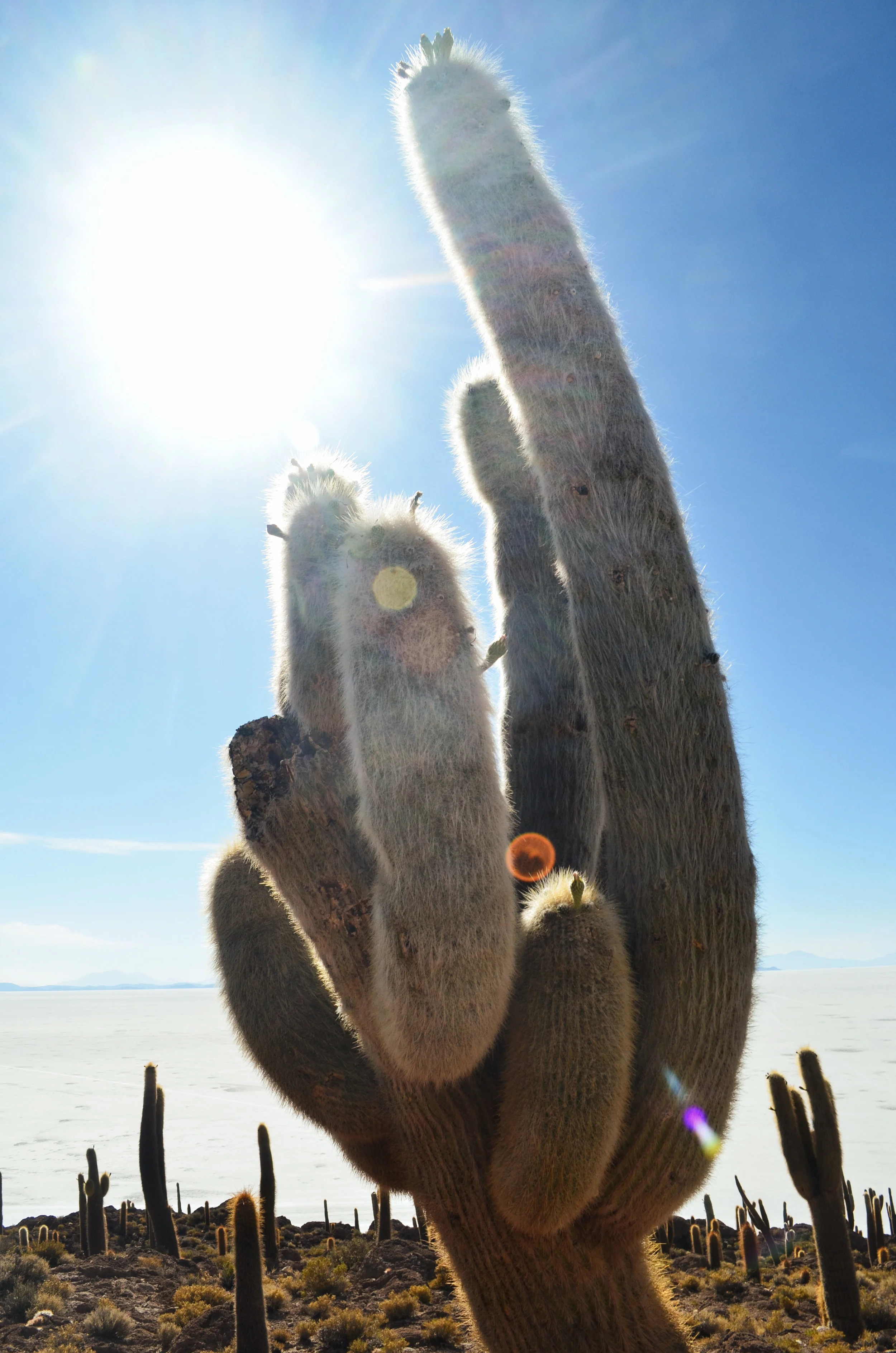 DSC_4495.jpg