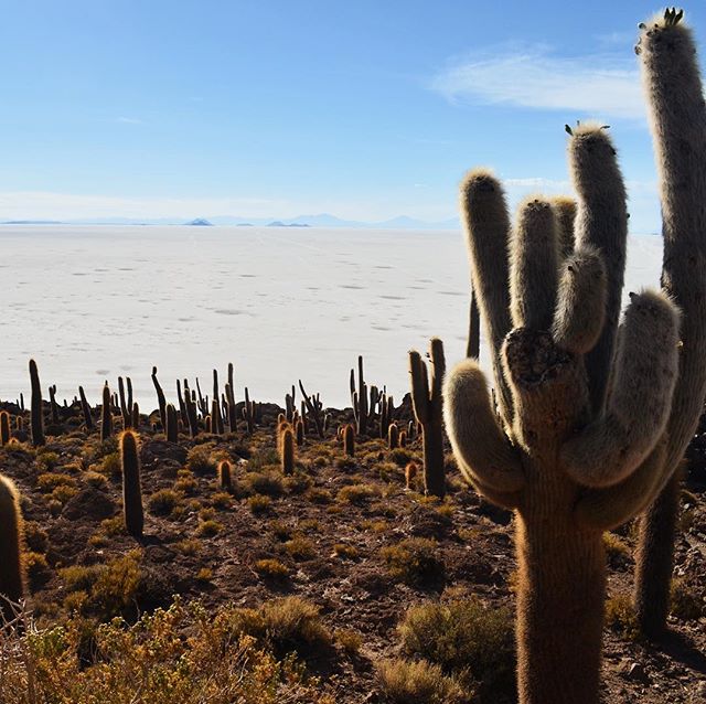 We interrupt our mountain feed for a cactus island in the middle of a sea of salt, since that feels more like the weather we&rsquo;ve got right now in Buenos Aires.
&mdash;
This is Inkawasi, an island inhabited by cactus in the Salar de Uyuni, the wo