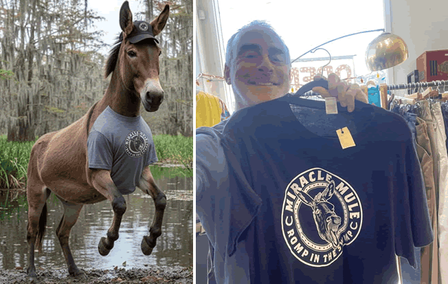 Double photo:  on left, a mule in a swamp wearing Miracle Mule baseball cap and t-shirt.  On right, a Mules fan finds a Miracle Mule t-shirt in a posh Mill Valley boutique.