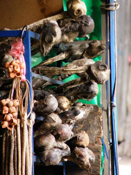 Dried baby llamas