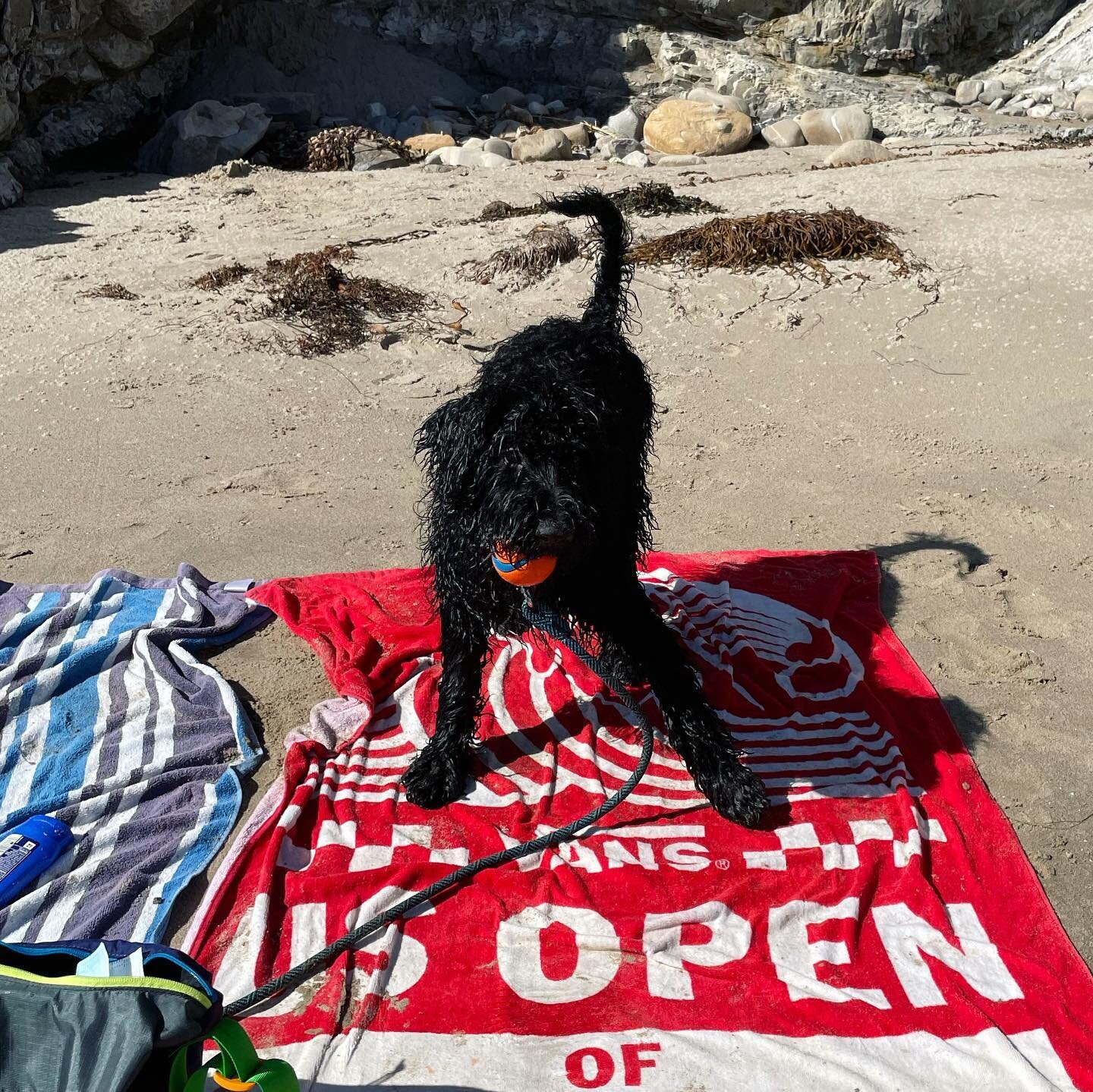 Beach day with my boys 
🖤🐕&zwj;🦺🐾🌊🏝☀️☁️🎾
&amp; special moments like these :)