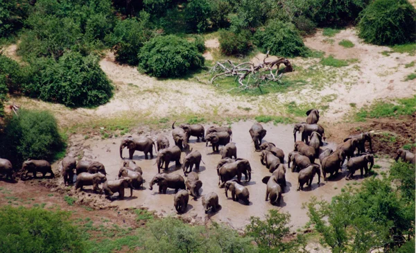 Elephant-census