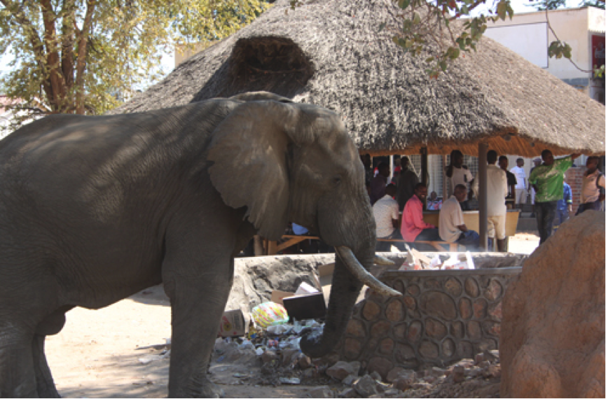 Chirundu ele