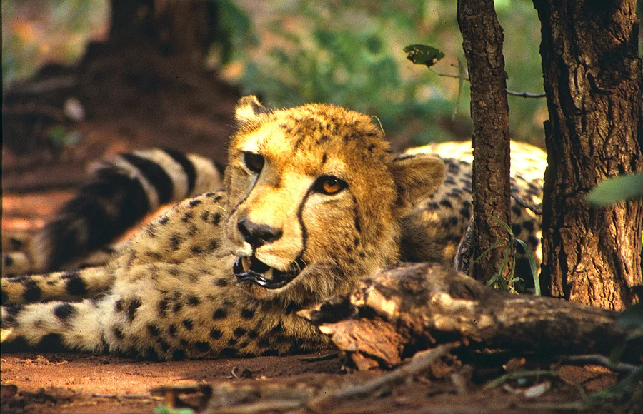 Cheetah translocation project.jpg