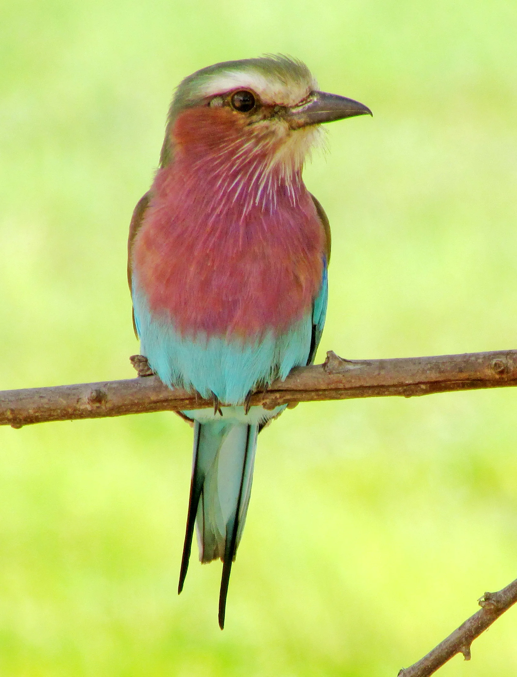 Lilac breasted Roller cropped.jpg
