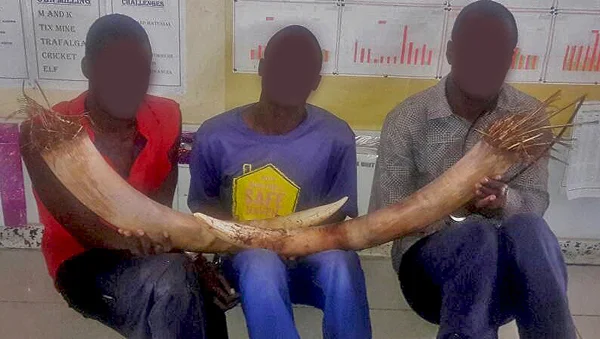 These ivory dealers were arrested in March 2018 and each received a 9 year prison sentence for illegal possession of elephant ivory