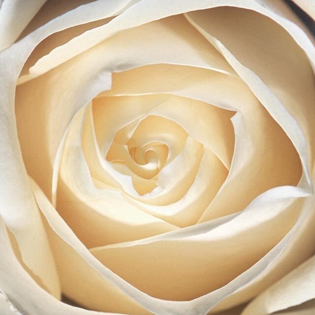 The Heart of the Rose
.
Nature&rsquo;s perfect form .
.
.
.
.
.
#rose #artwork #limitededition #artphotography #artloversaustralia #artloversaustraliaartist #makespacenewcastle #thestationnewcastle #artisancollective_ps #eddeislington #barbarananshes