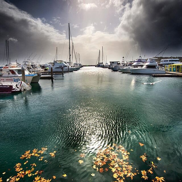 Golden Leaves
.
Winter at the Nelson Bay Marina. The view from the front of the Artisan Collective Gallery. The gallery is now open 7 days, proudly showing the work of 20 local artists and makers. @artisancollective_ps .
.
.
.
.
#portstephens #psilov