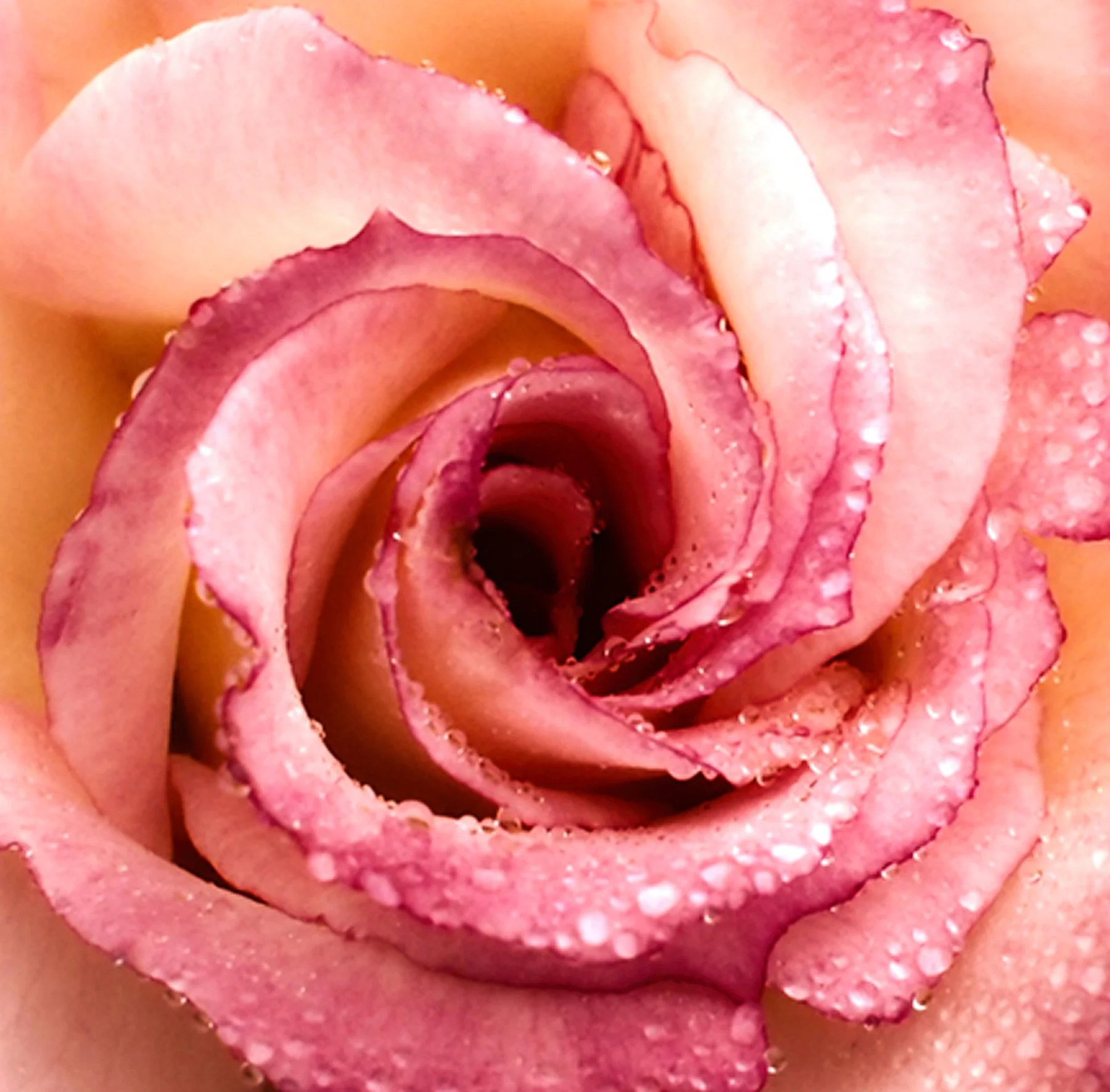 rose2jpg.jpg