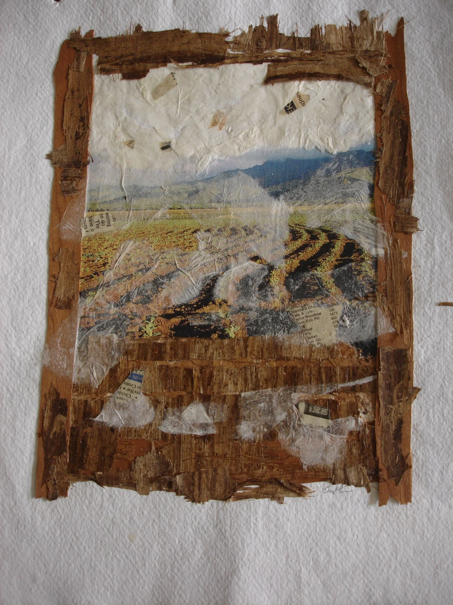 Cigar Tobacco Fields