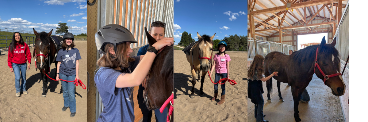 Bonding Bridles Webpage Banner.png