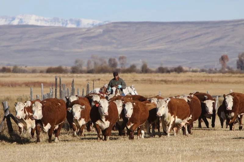 Fall herefords web.jpg