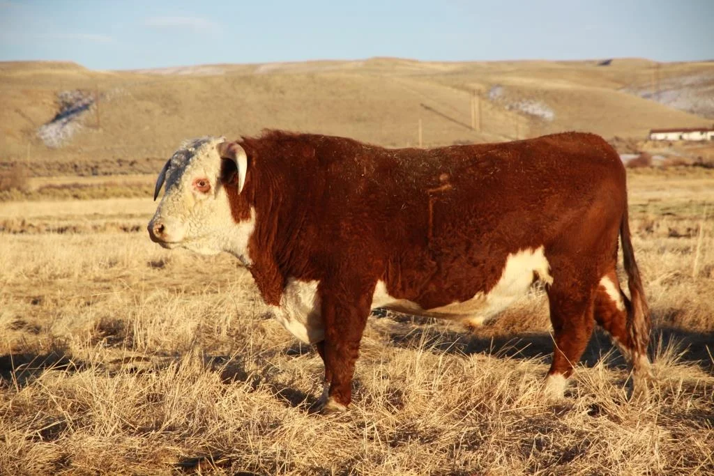 2012 herd bull.jpg