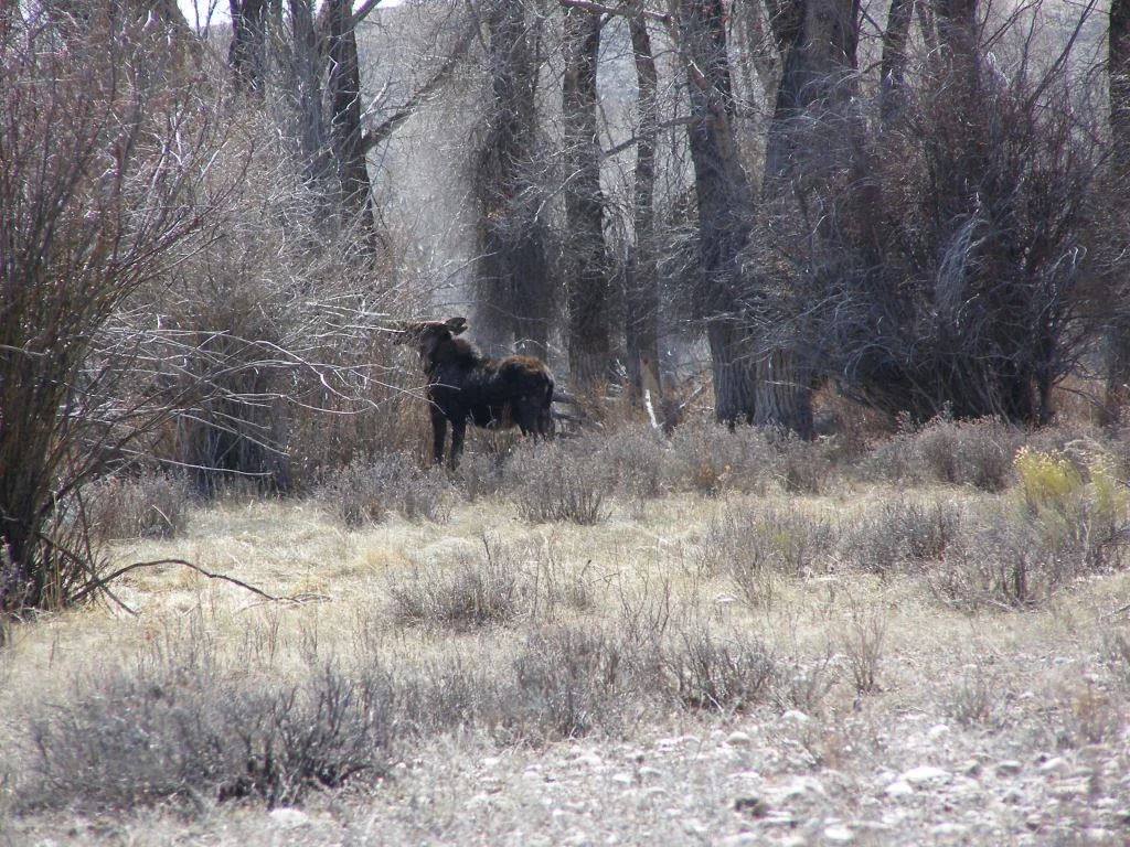Moose.jpg
