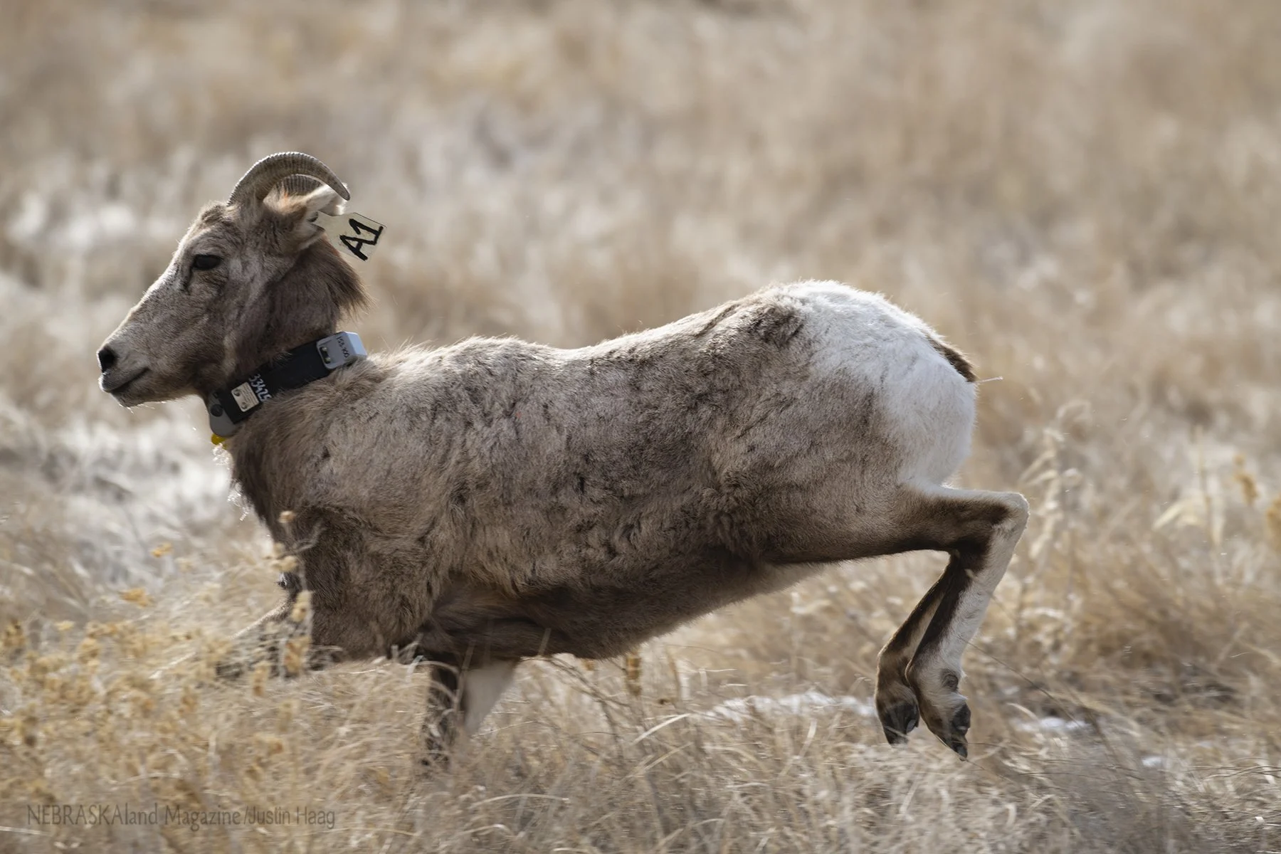 Gilchrist Supports the Wild Sheep Foundation