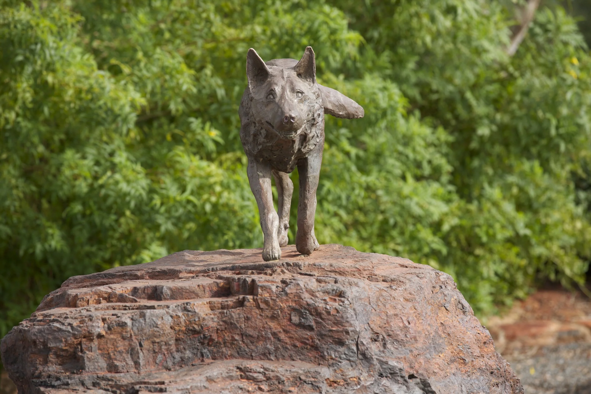 5th Dampier Icon Our Mangiest Mutt — Dampier Community Association