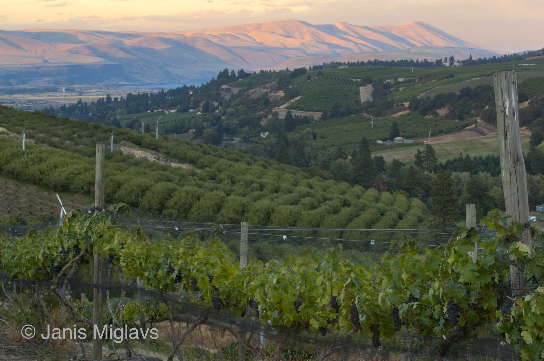 Vineyard Above the Columbia 1