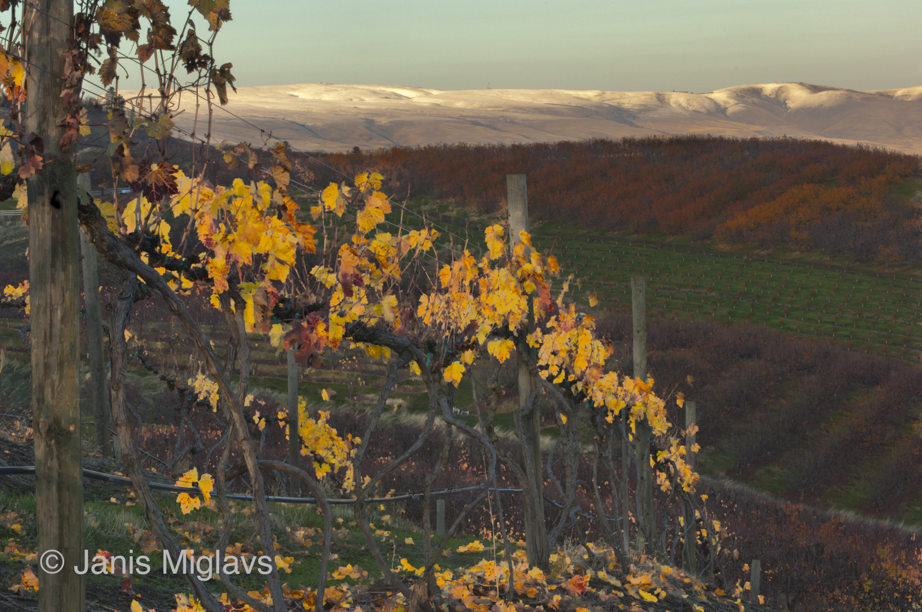 Vines on Hundred-year Old Roots 3