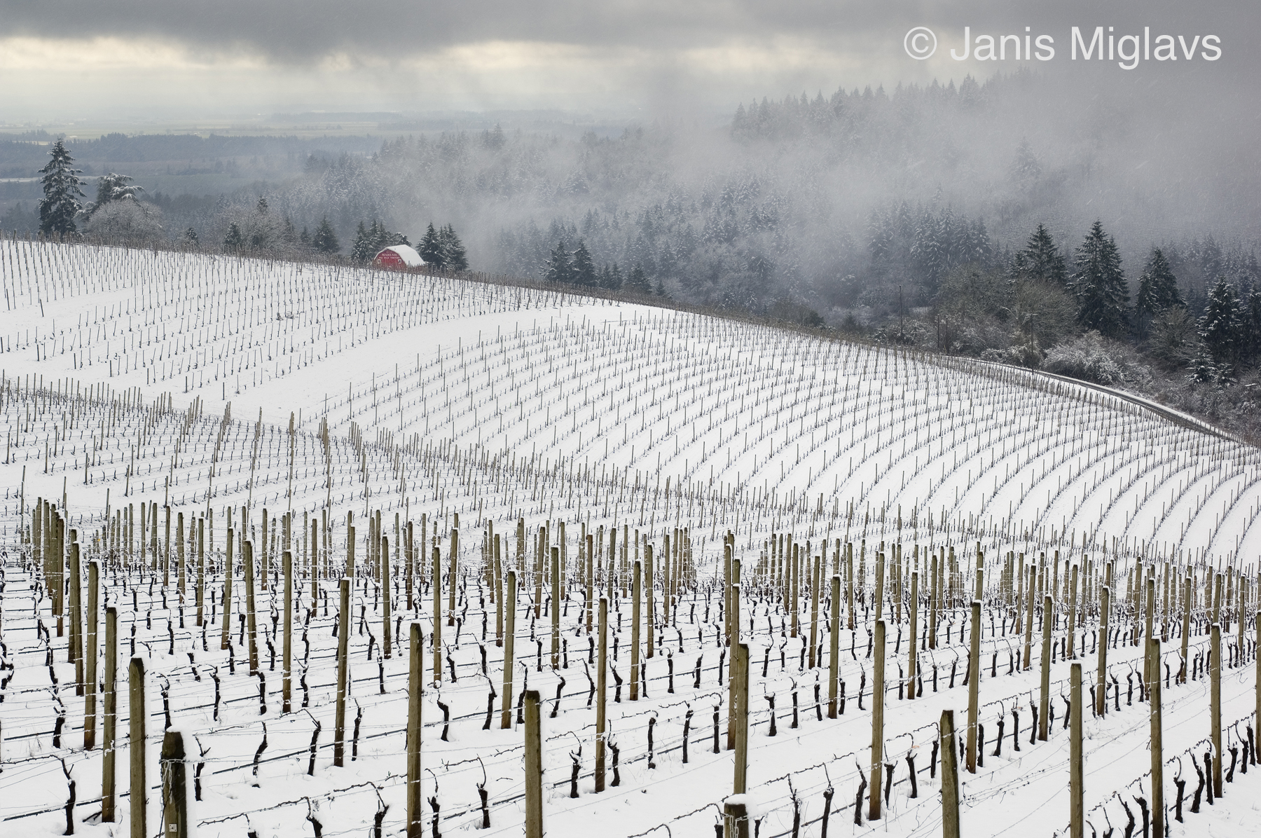 Red barn in snow-covered vineyards