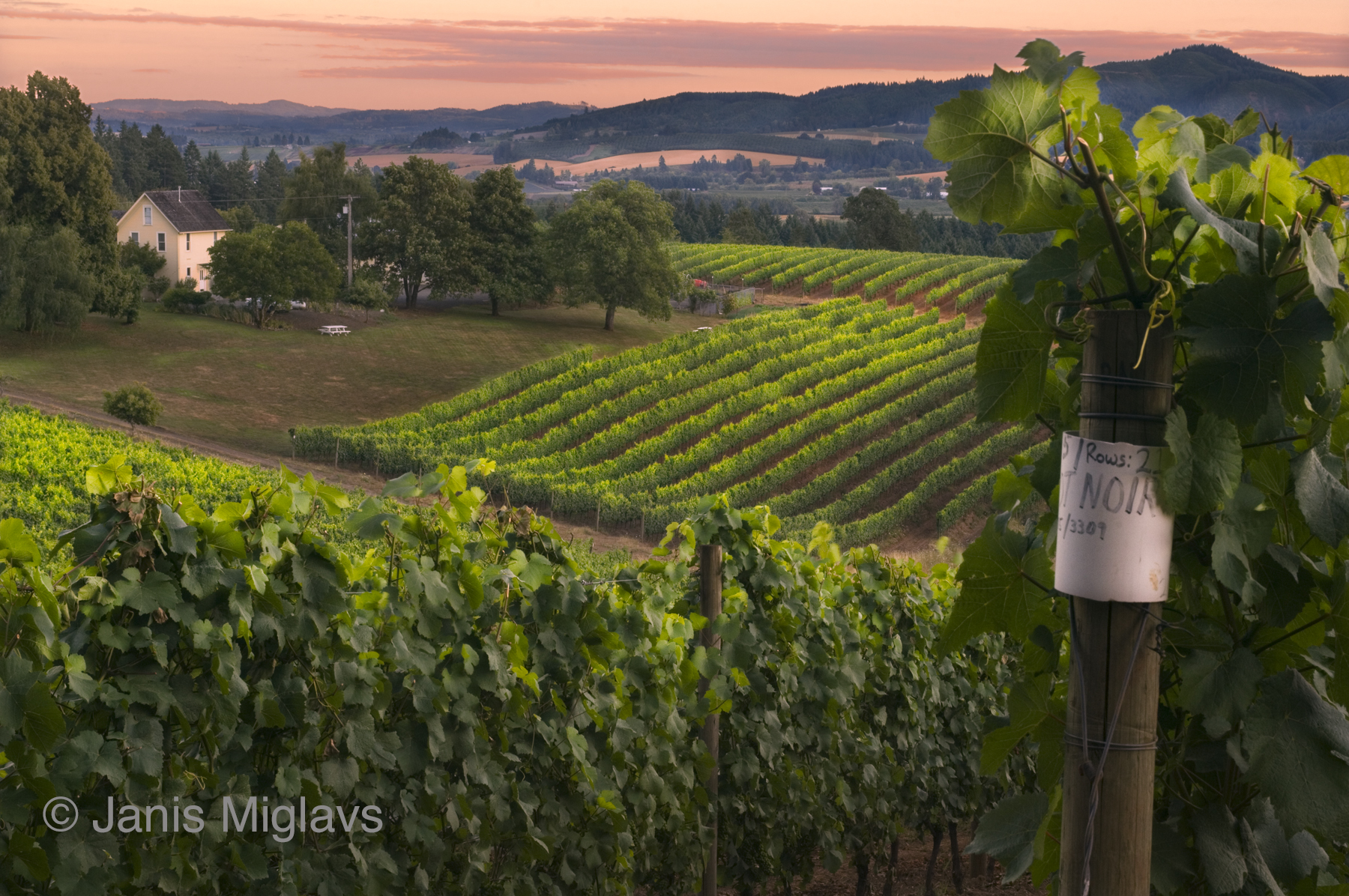 Pinot on the Old Homestead