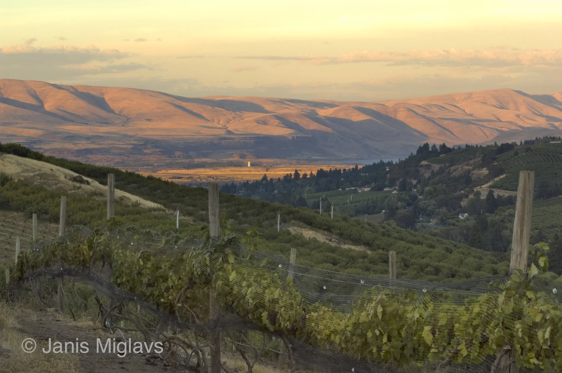 Vineyard Above the Columbia 2