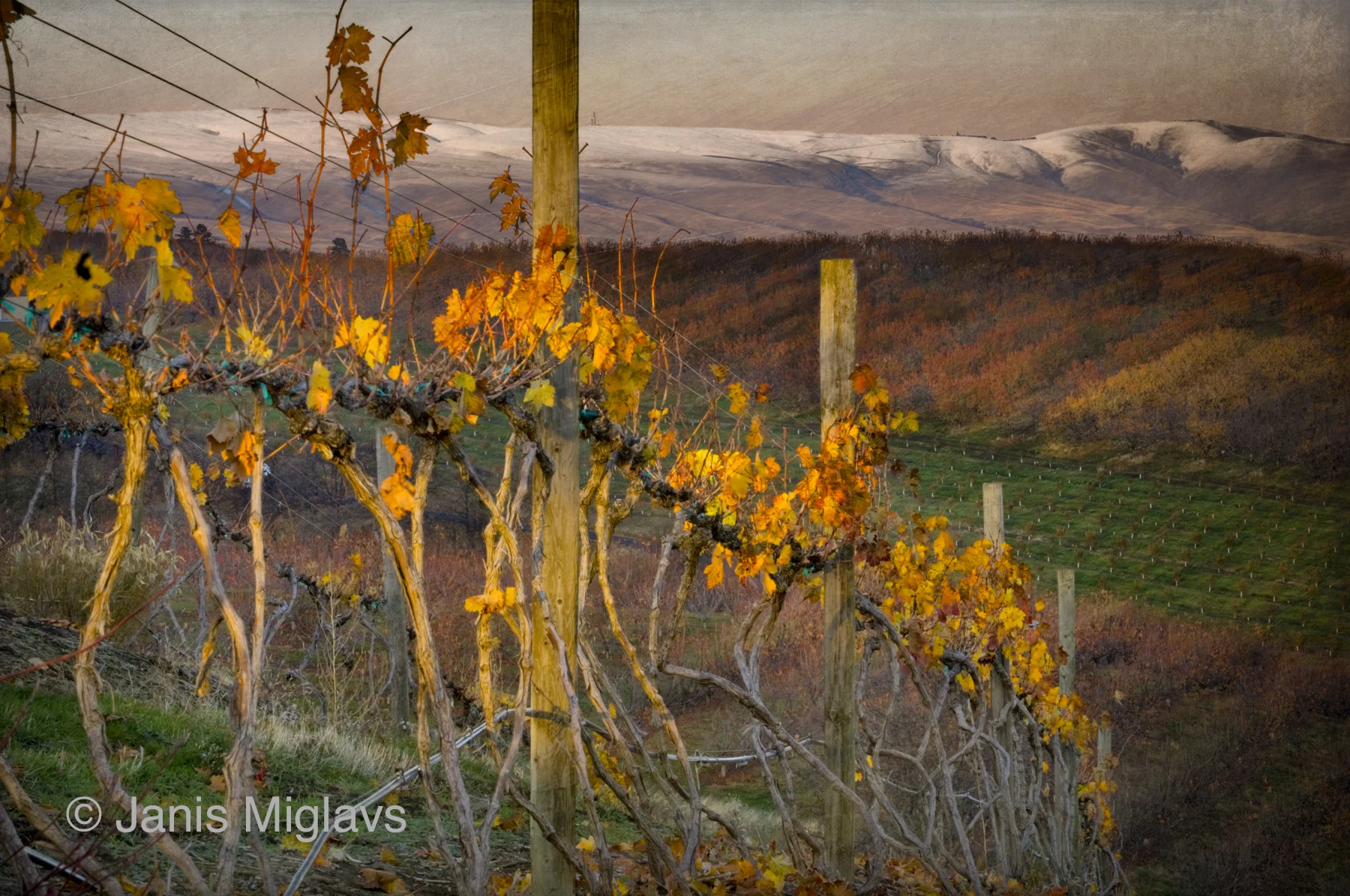 Vines on Hundred-year Old Roots 2