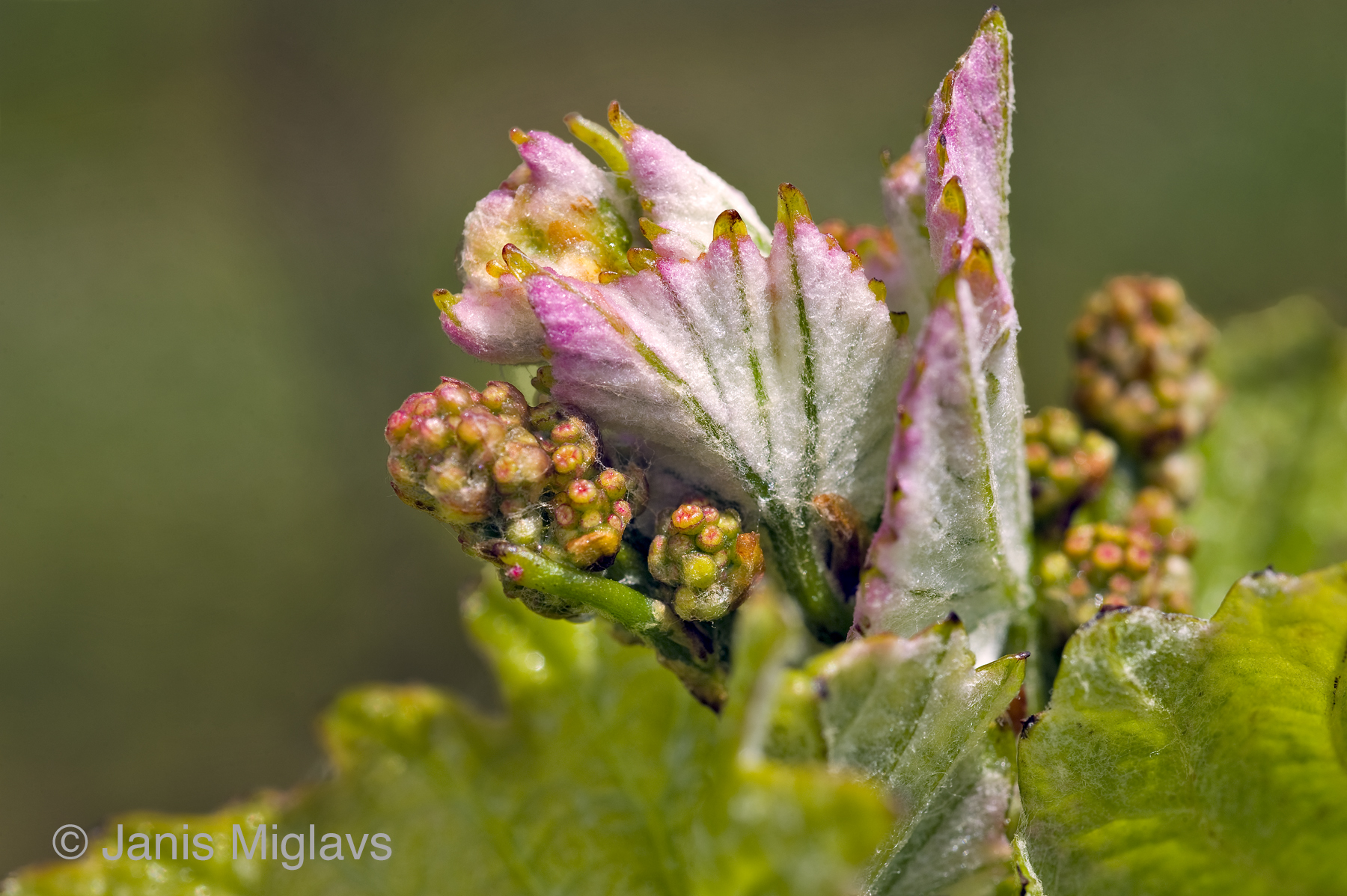 Pinot noir bud and flowers