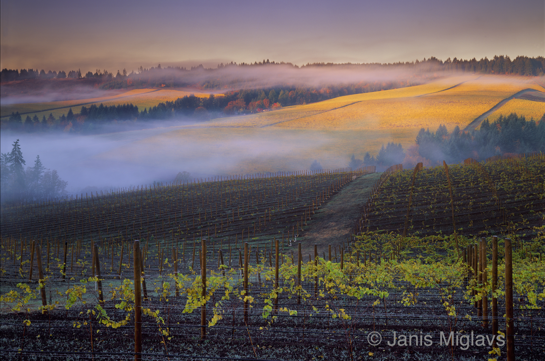 Morning fog sneaks onto Dundee Hills vineyards