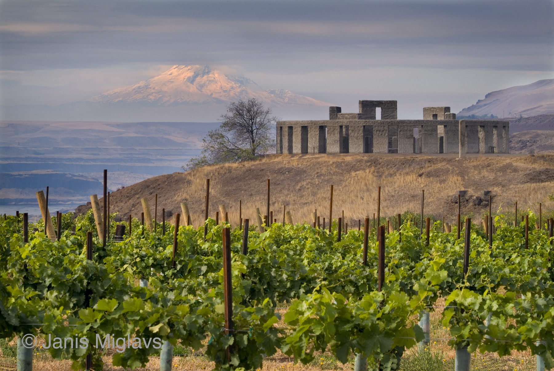 Vineyard with Stonehenge