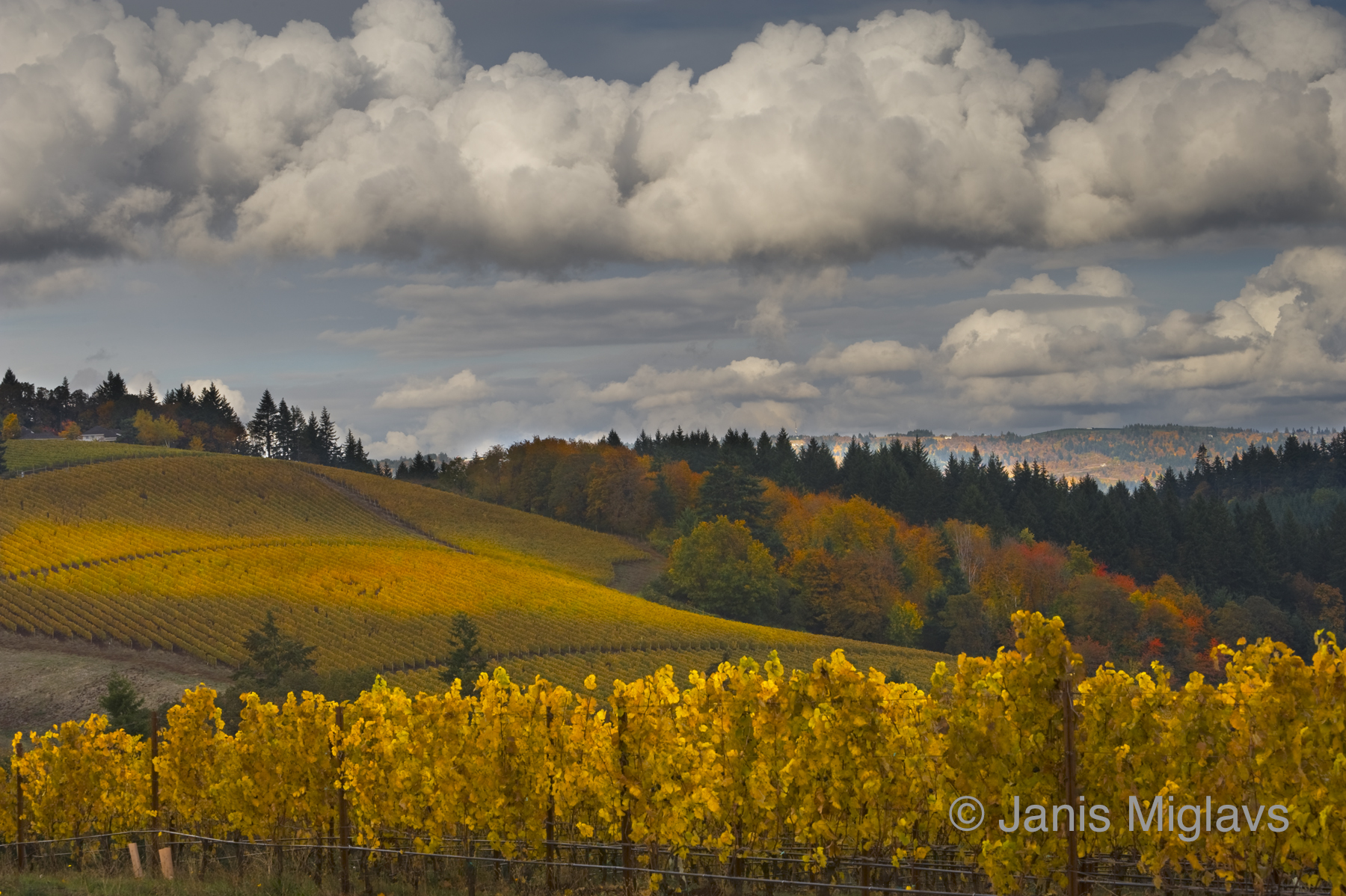 Clouds over Dundee Hills Vineyards