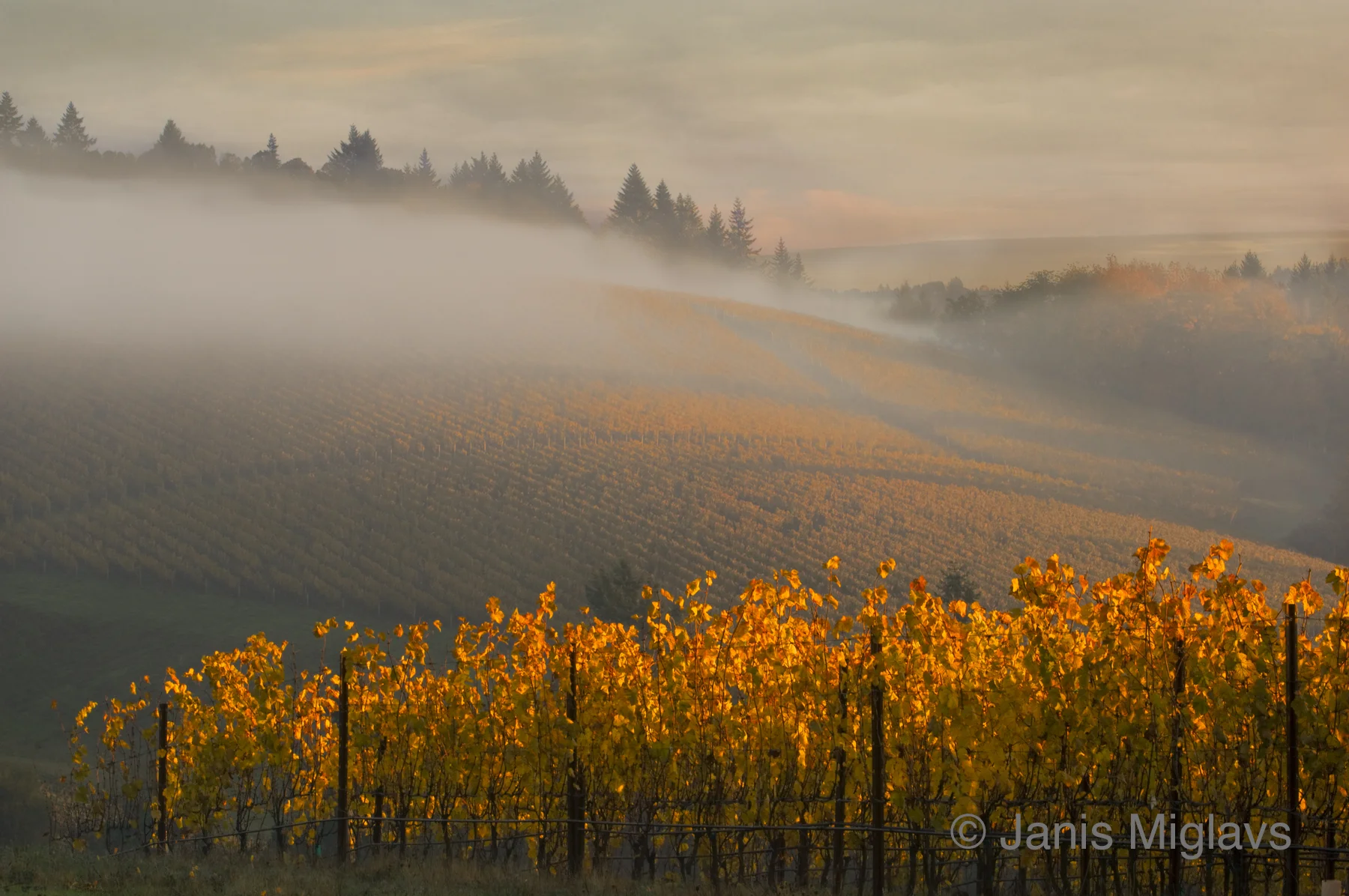 Dundee Hills Morning Fog 2
