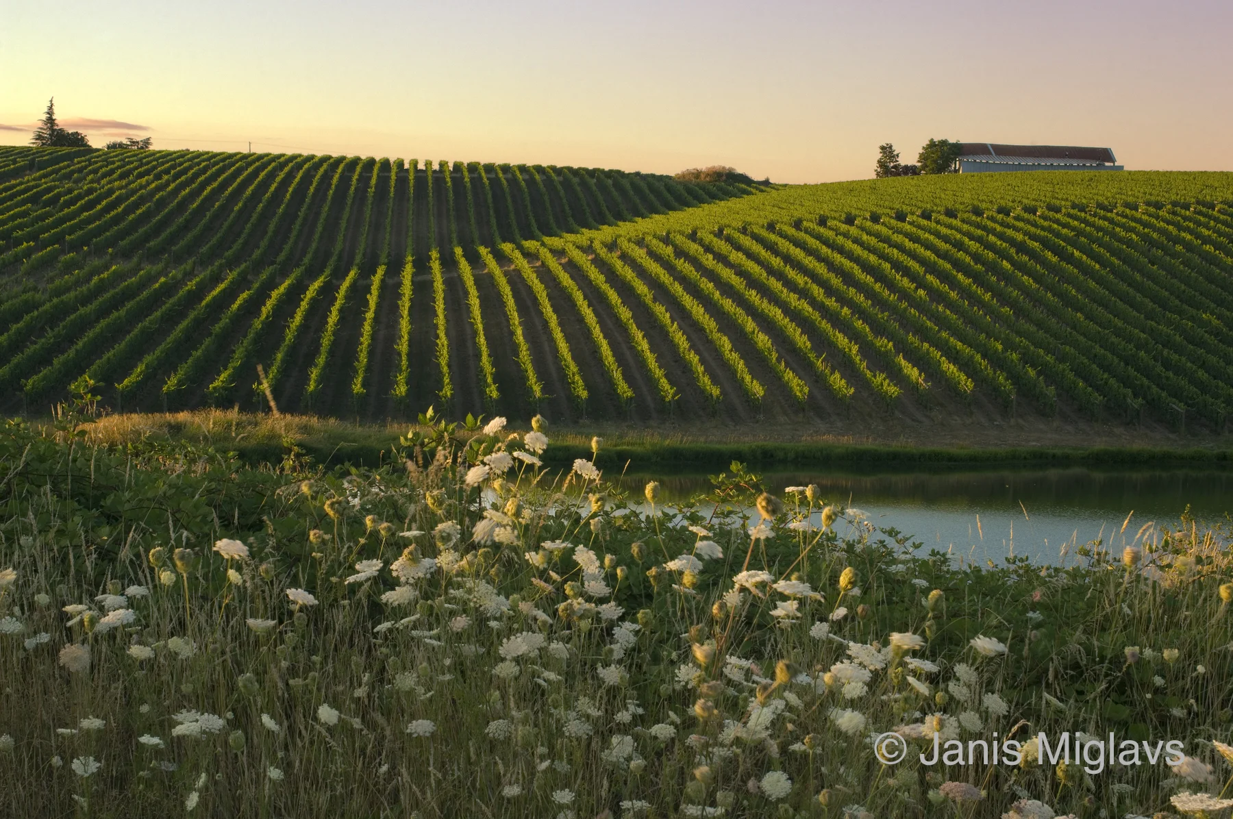 Biodynamic Northern Willamette Vineyard 1