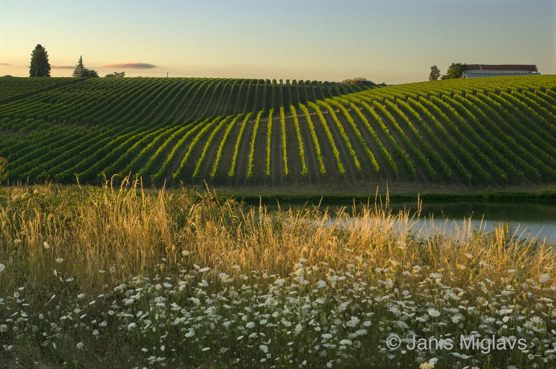 Biodynamic Northern Willamette Vineyard 2